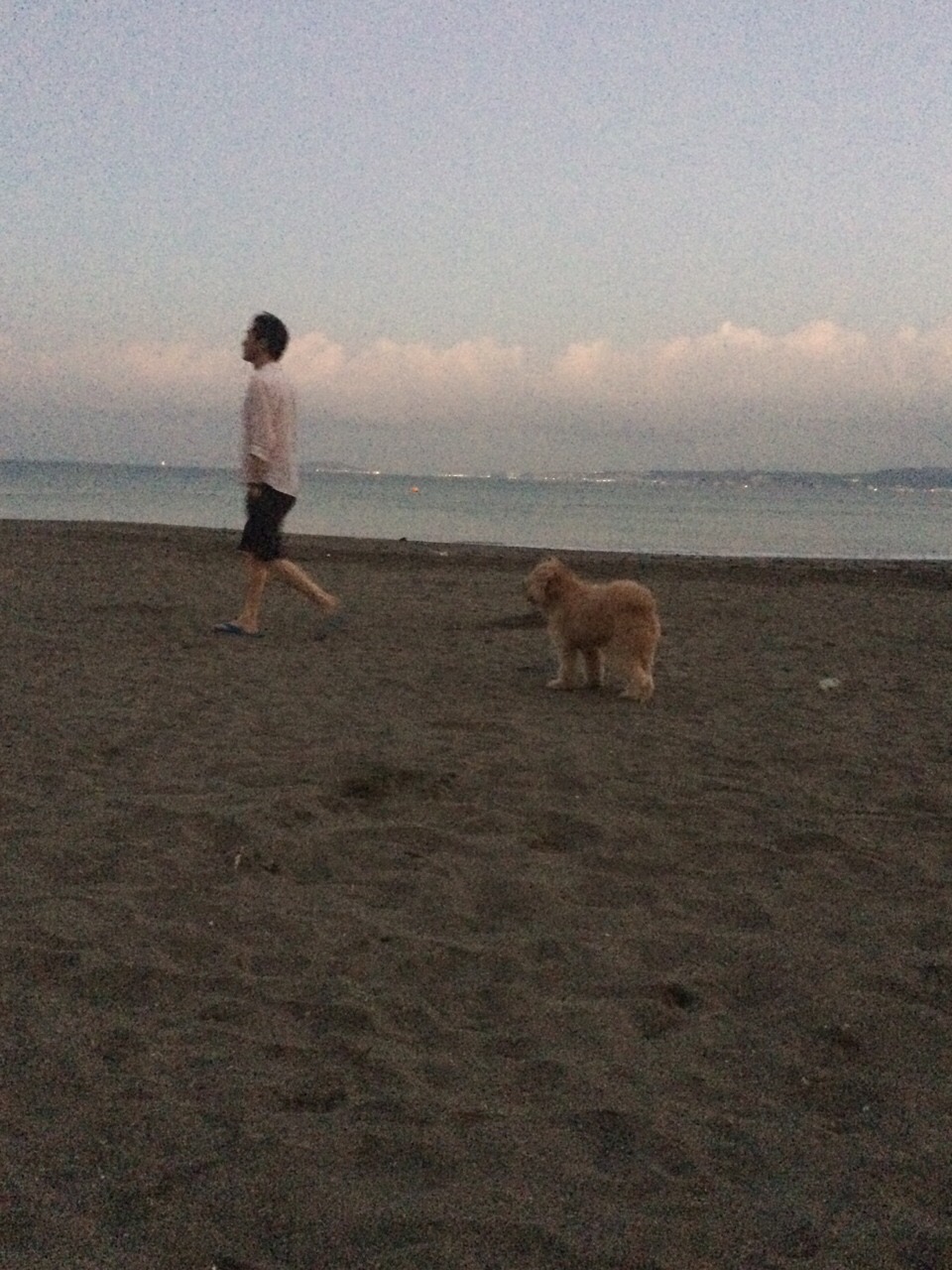 海と犬